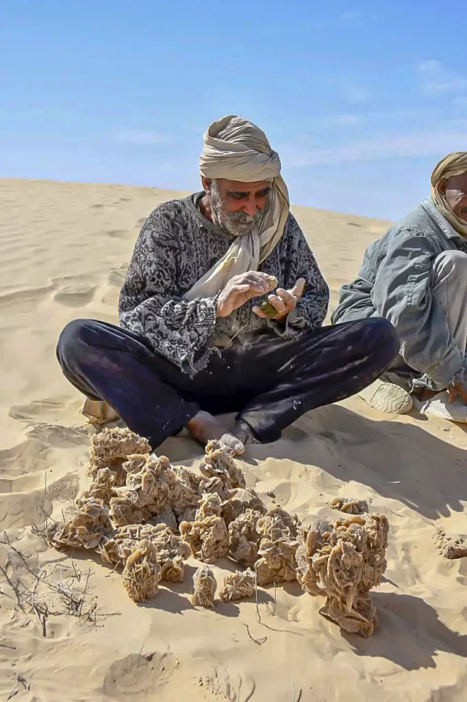 kamel transhumance roses des sables