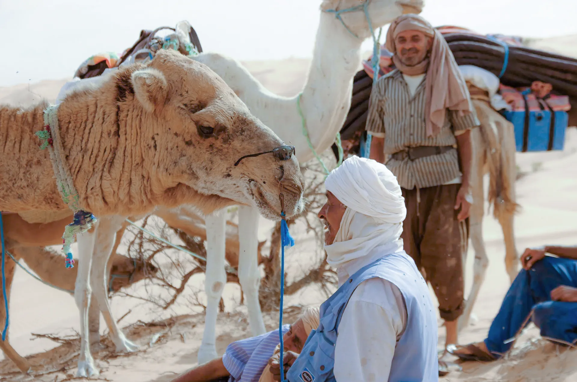 kamel transhumance vie du desert